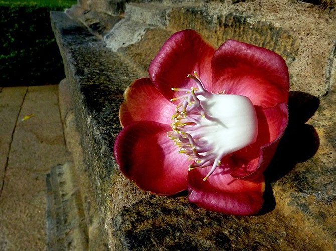 Nagamalli flower