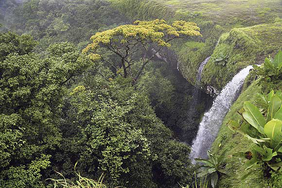 The Dodamarg forest waterfalls